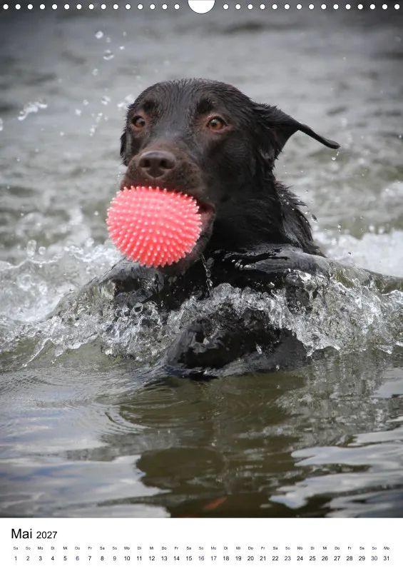 Labrador