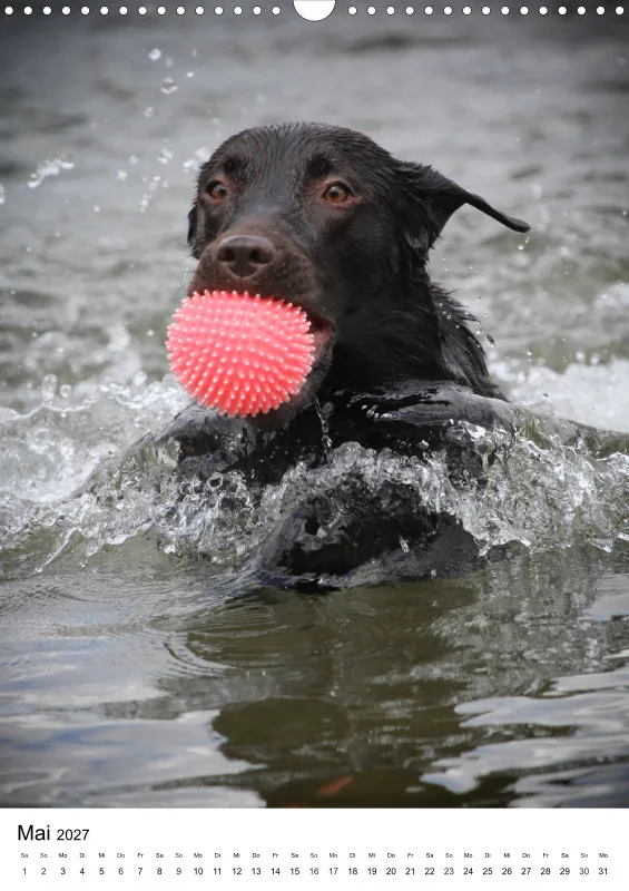 Labrador