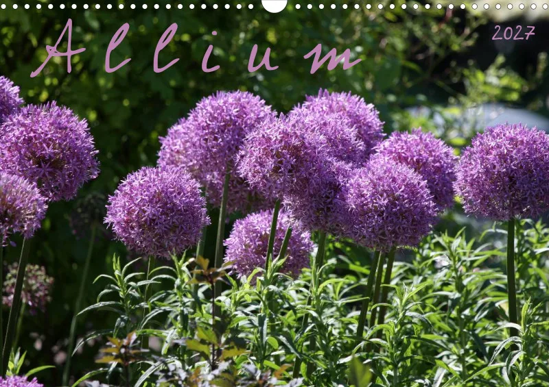 Allium