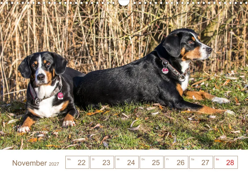 Entlebucher Sennenhunde/Wochenkalender