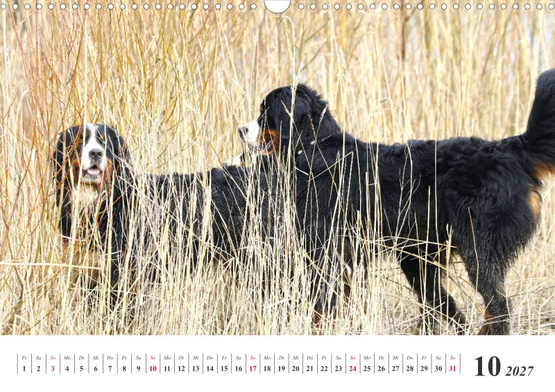 Sennenhund Rassen
