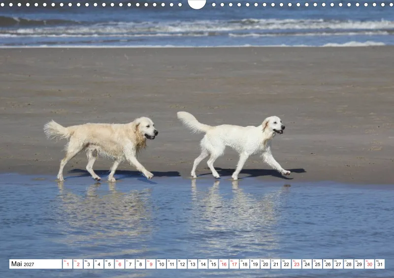 Weiße Retriever am Strand