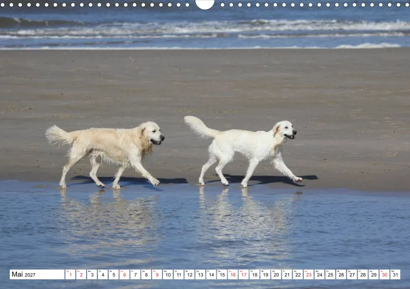 Weiße Retriever am Strand