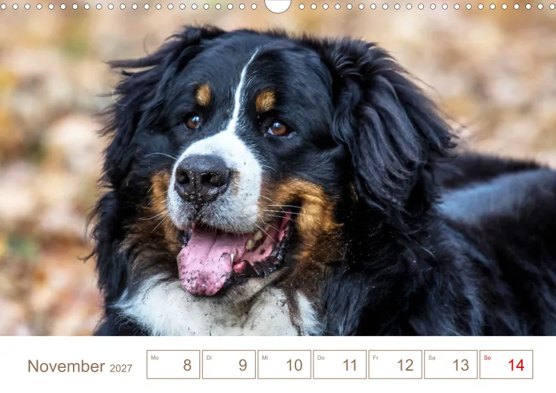 Berner Sennenhunde
