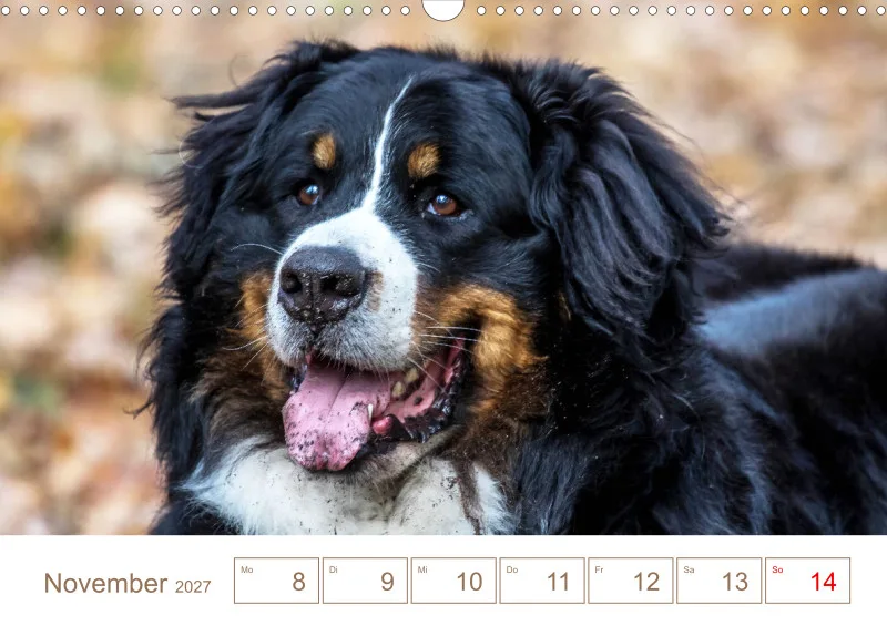 Berner Sennenhunde