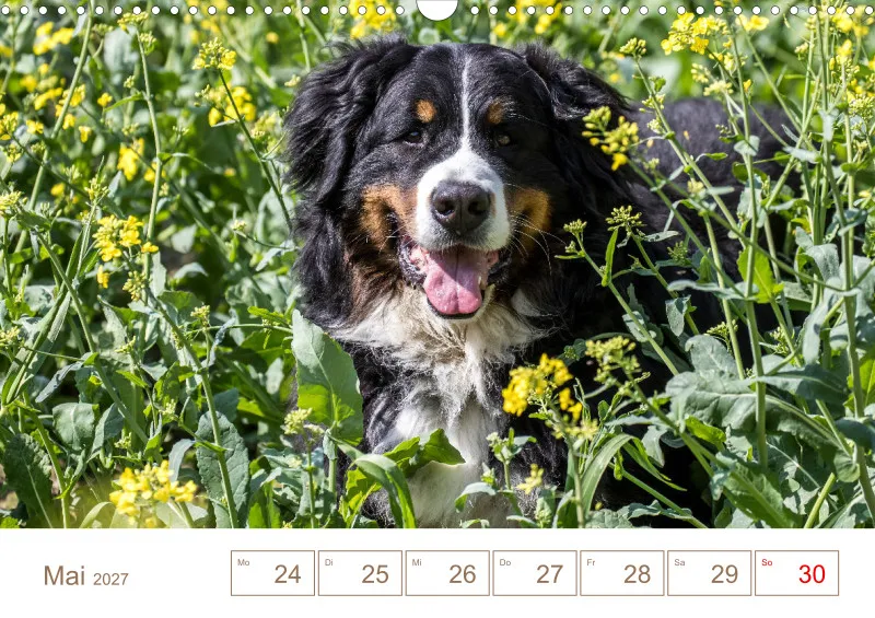 Berner Sennenhunde