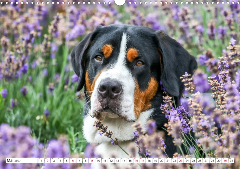 Grosser Schweizer Sennenhund