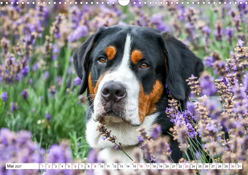 Grosser Schweizer Sennenhund