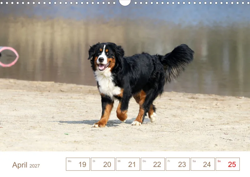 Berner Sennenhunde
