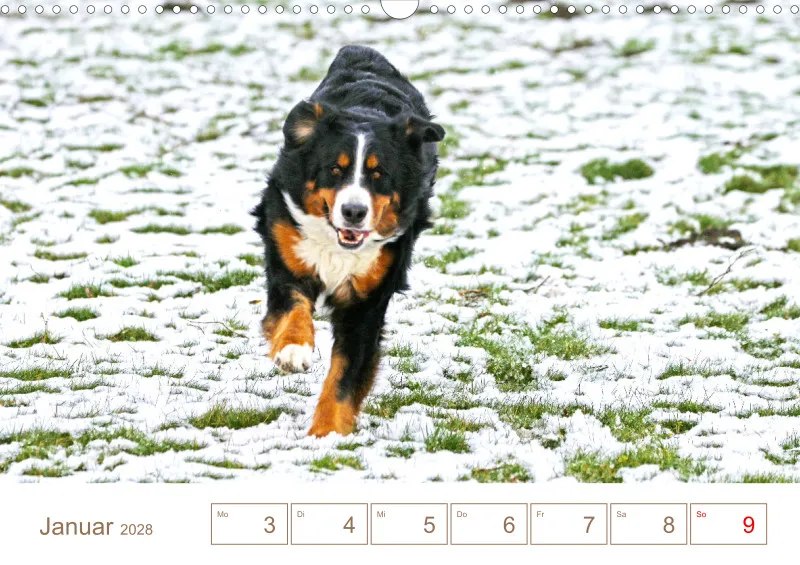 Berner Sennenhunde