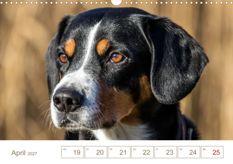 Entlebucher Sennenhunde/Wochenkalender