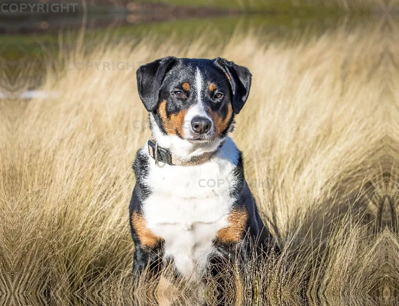 Appenzeller Sennenhund