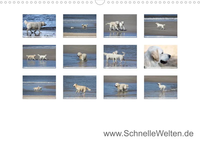 Weiße Retriever am Strand