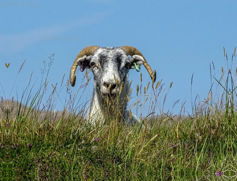 Schaf , Sheep