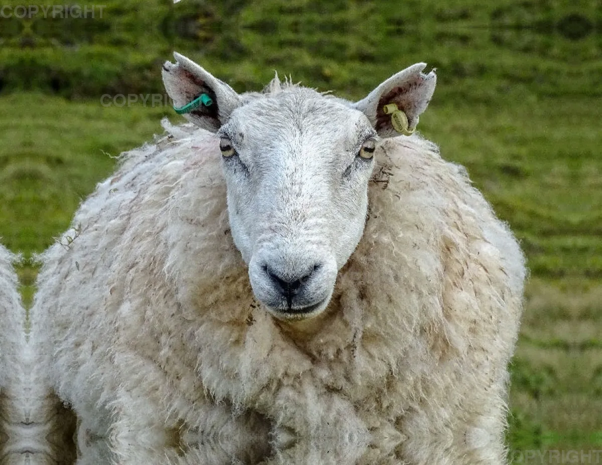 Portrait Schaf