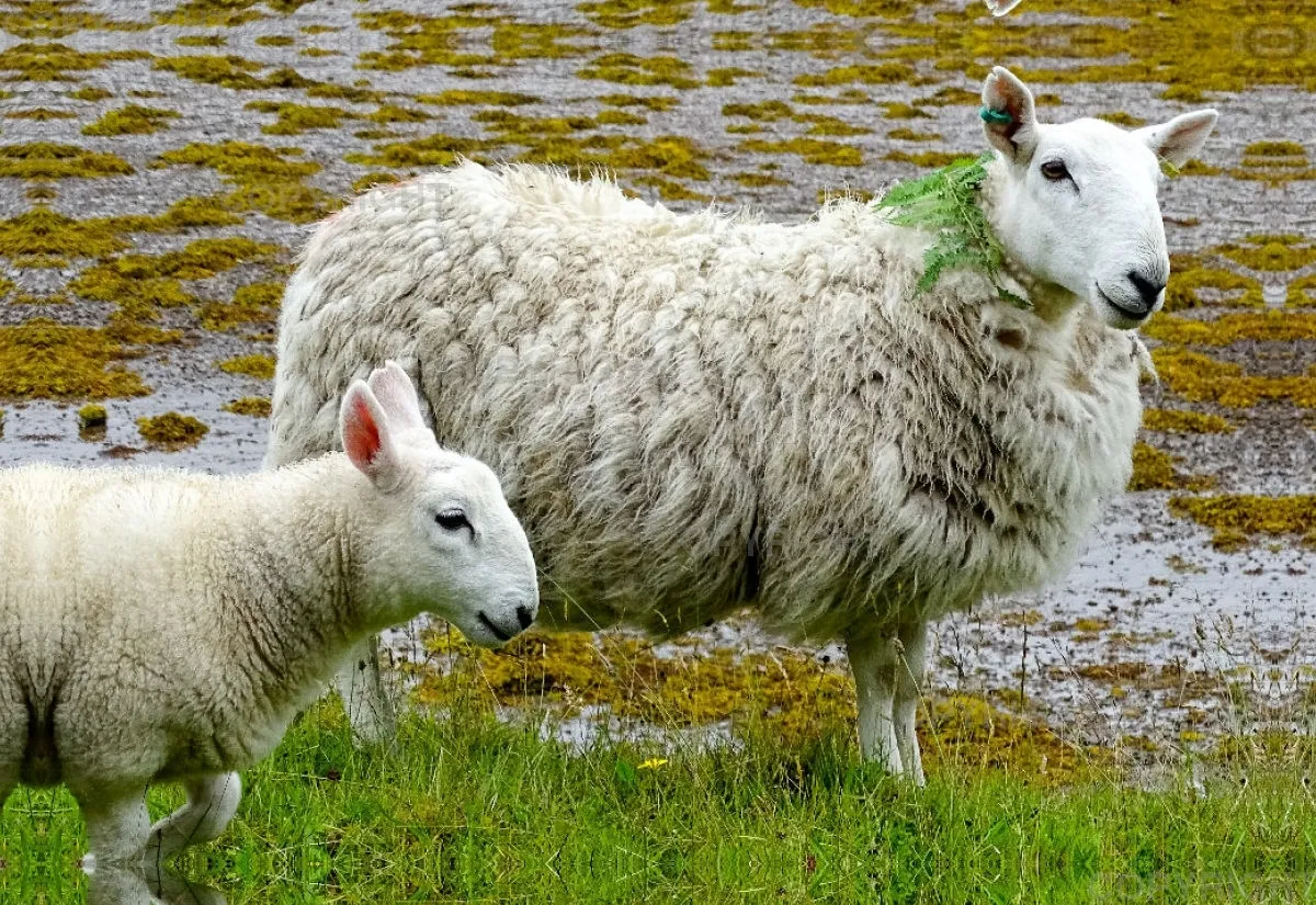 Scottish Sheep / schottische Schafe