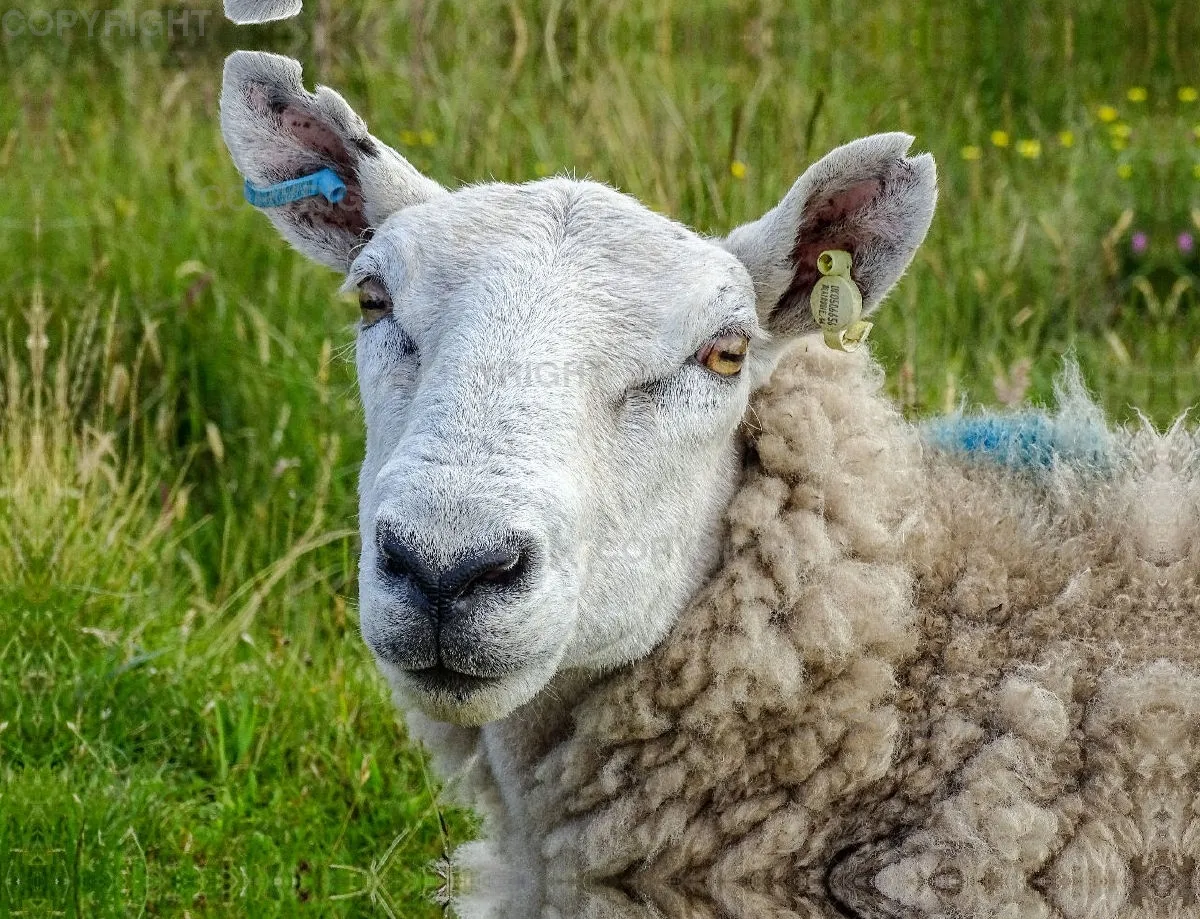 Schaf auf der Wiese