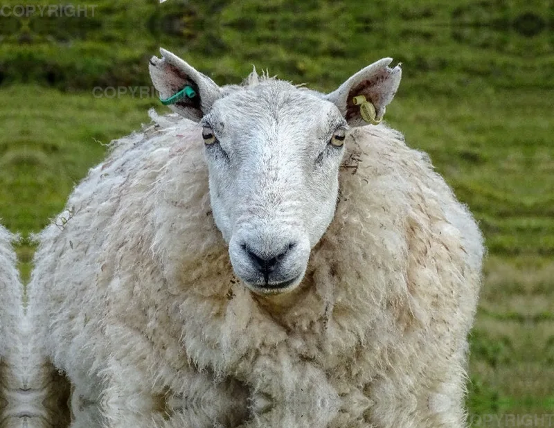 Portrait Schaf
