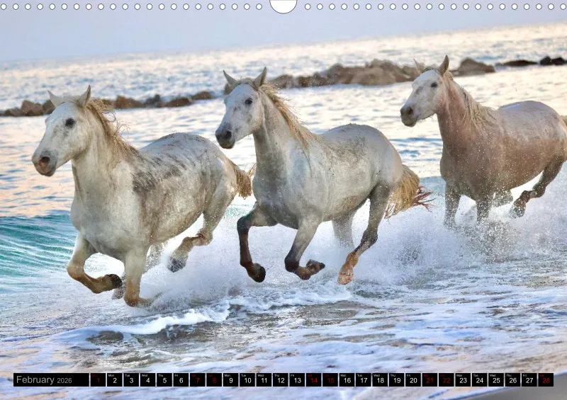 Camargue Horses 2026_A3