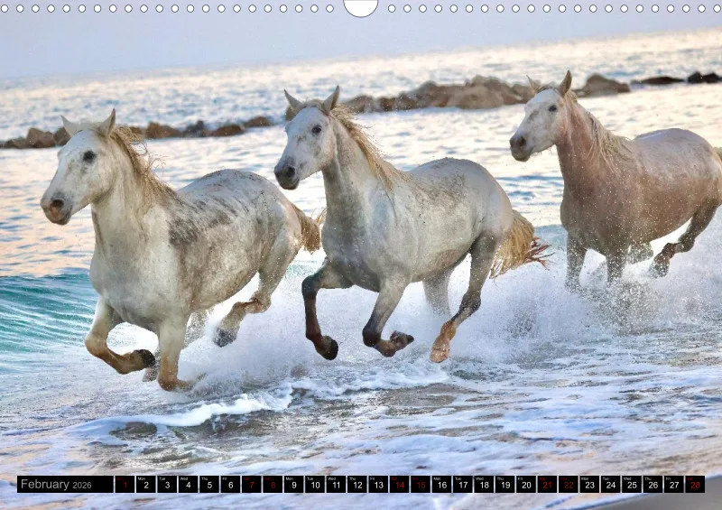 Camargue Horses 2026_A3