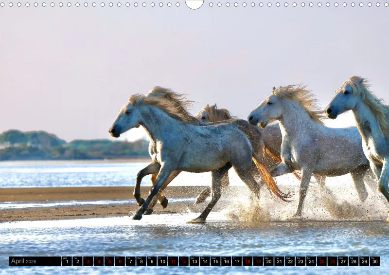 Camargue Horses 2026_A3