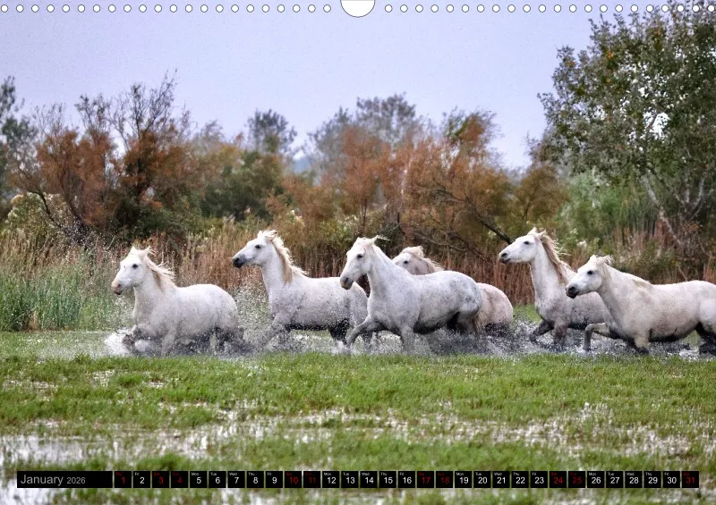 Camargue Horses 2026_A3