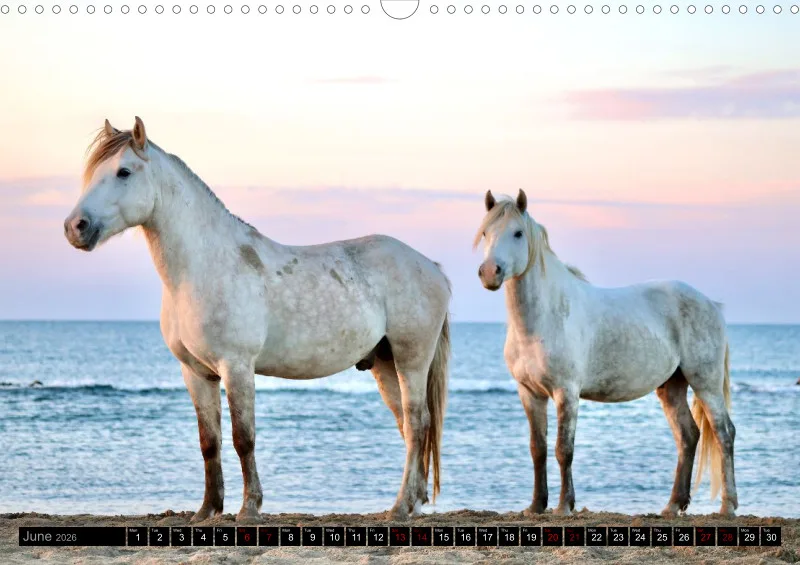 Camargue Horses 2026_A3