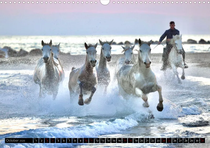 Camargue Horses 2026_A3