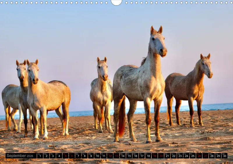 Camargue Horses 2026_A3