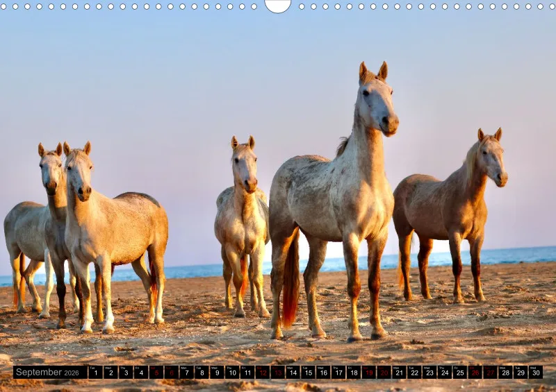 Camargue Horses 2026_A3