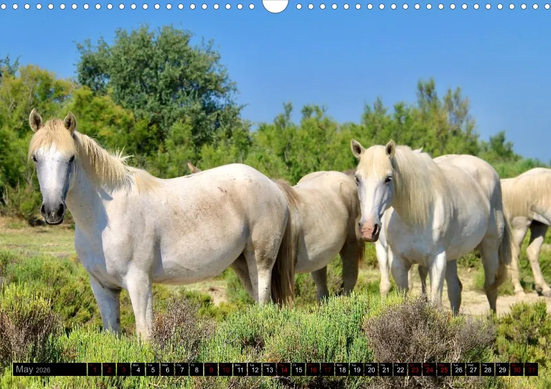 Camargue Horses 2026_A3
