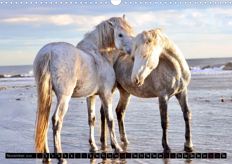 Camargue Horses 2026_A3