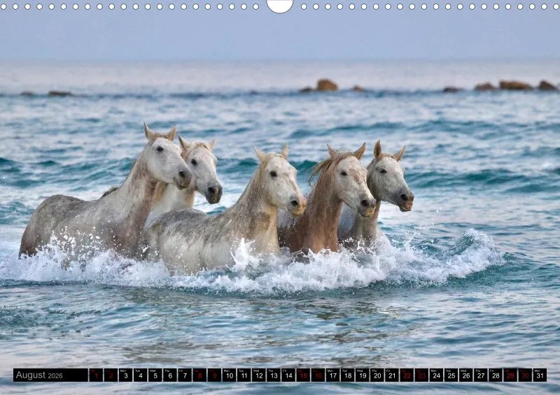 Camargue Horses 2026_A3