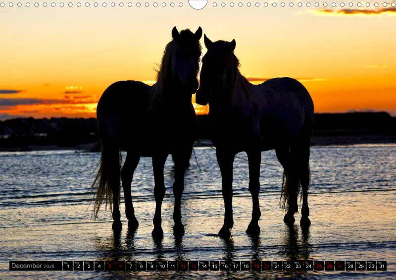 Camargue Horses 2026_A3