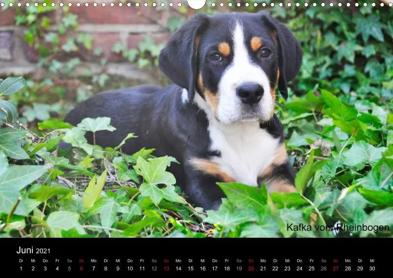 Forenkalender 2021
