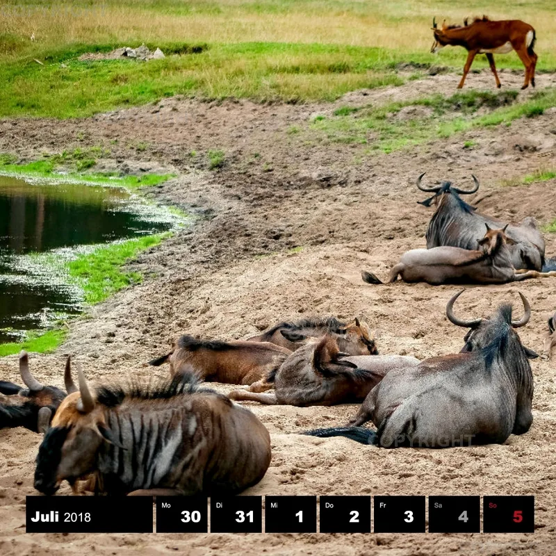 Tiere 2018