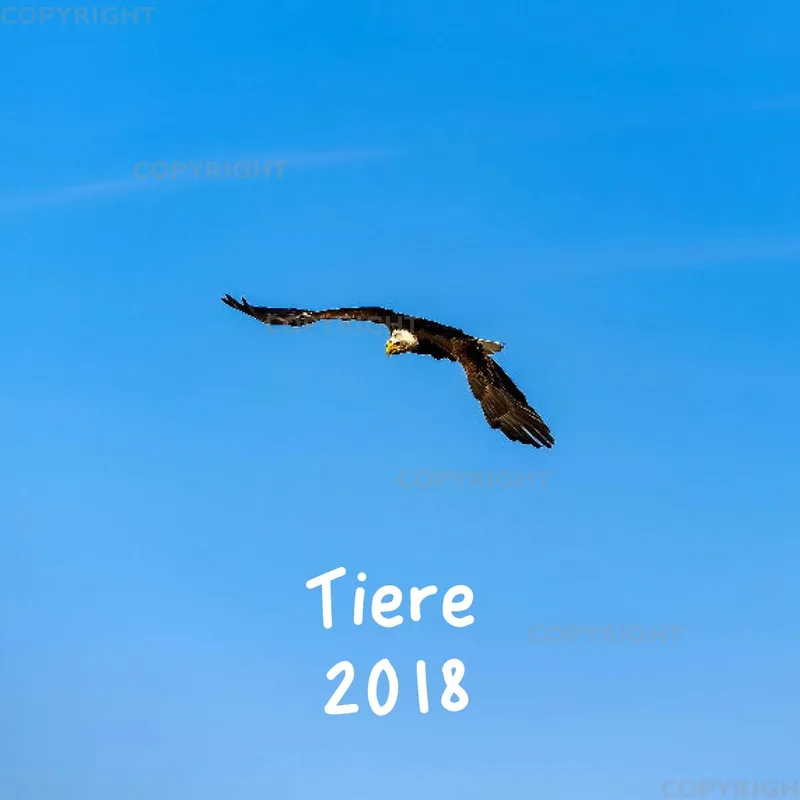 Tiere 2018