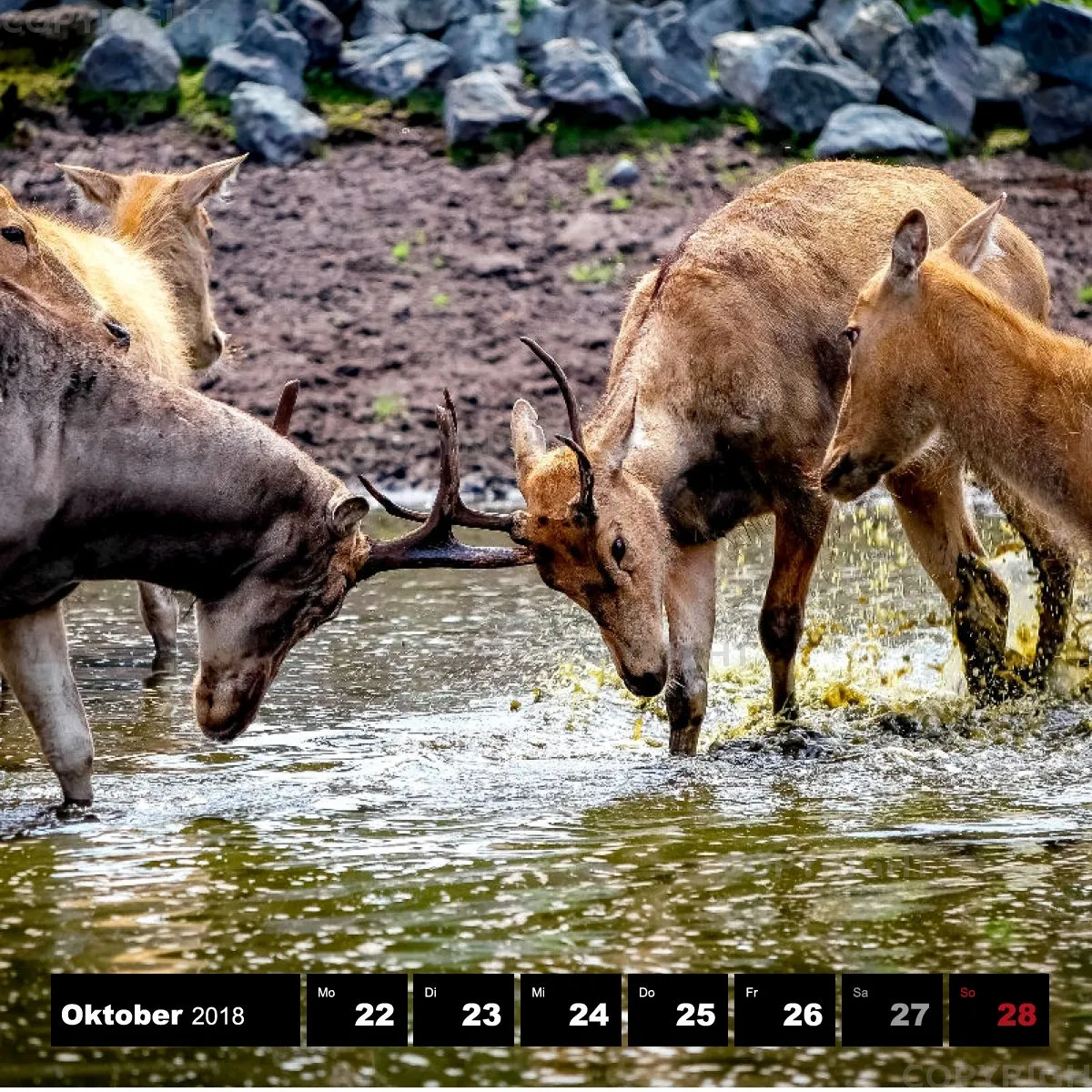 Tiere 2018