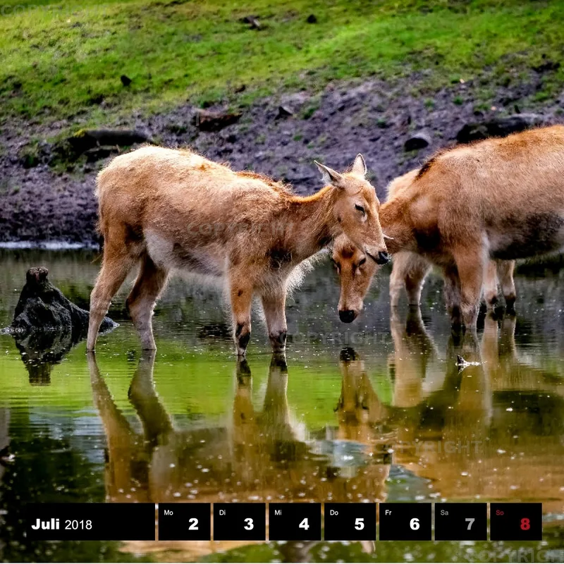 Tiere 2018
