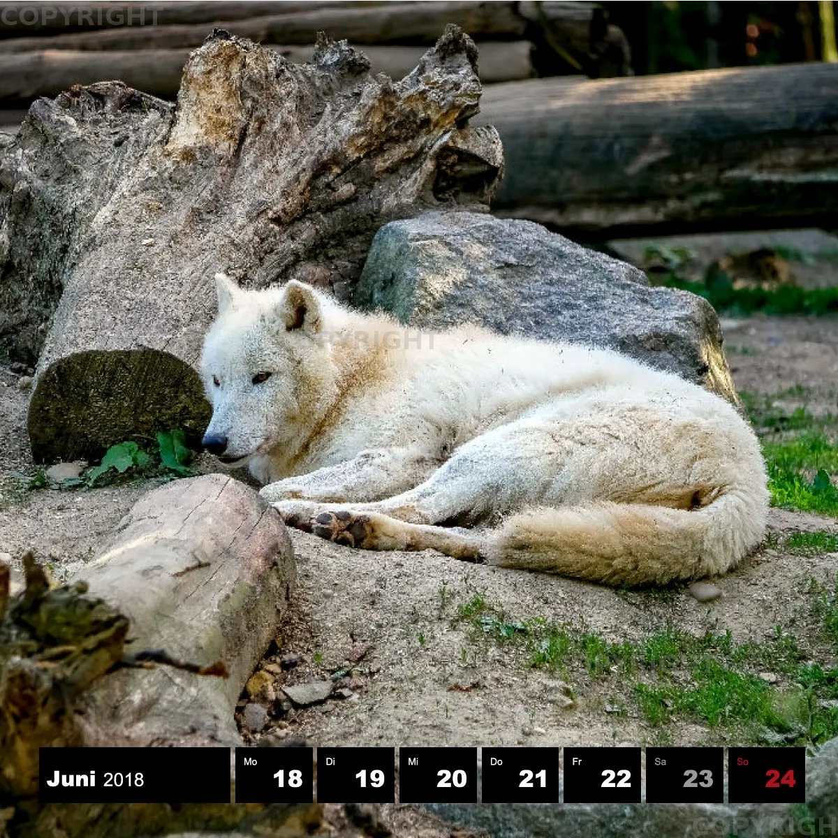 Tiere 2018
