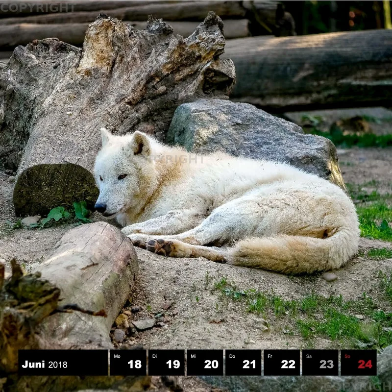 Tiere 2018