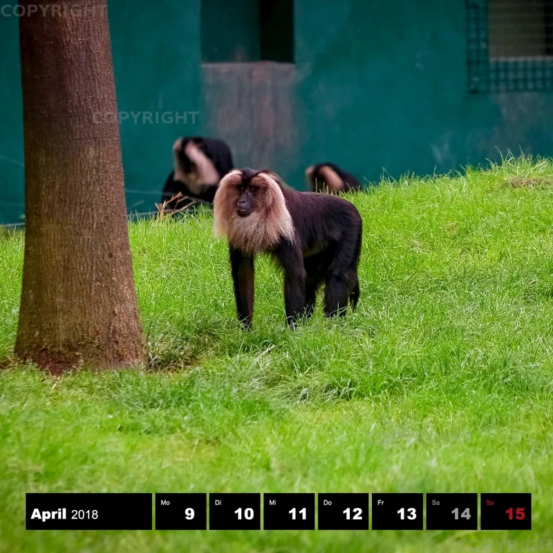 Tiere 2018