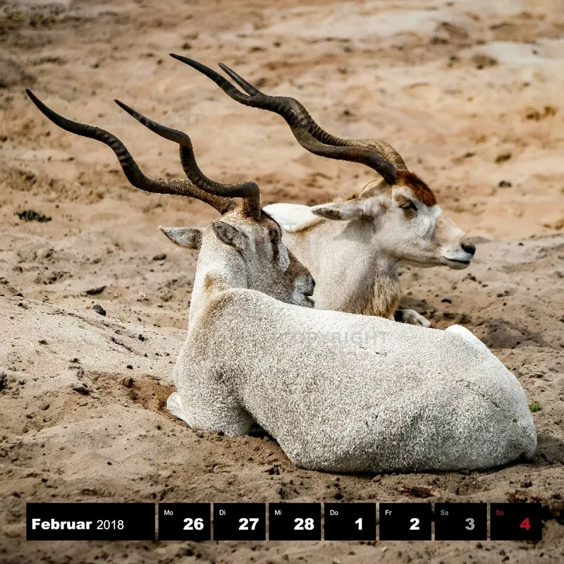Tiere 2018