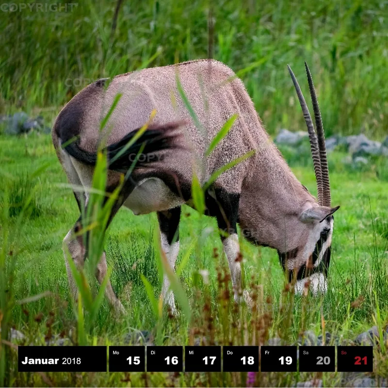 Tiere 2018
