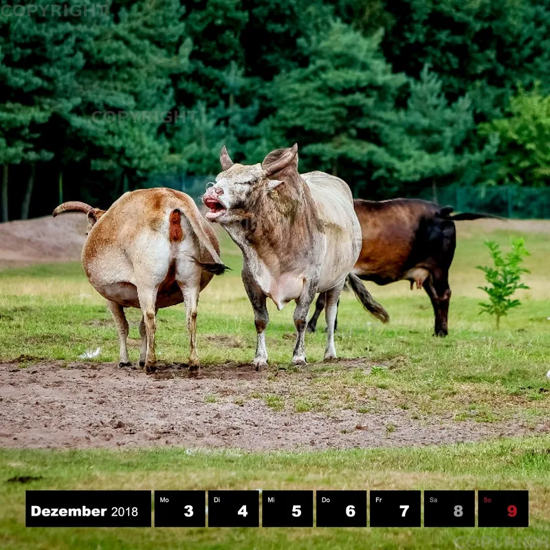 Tiere 2018