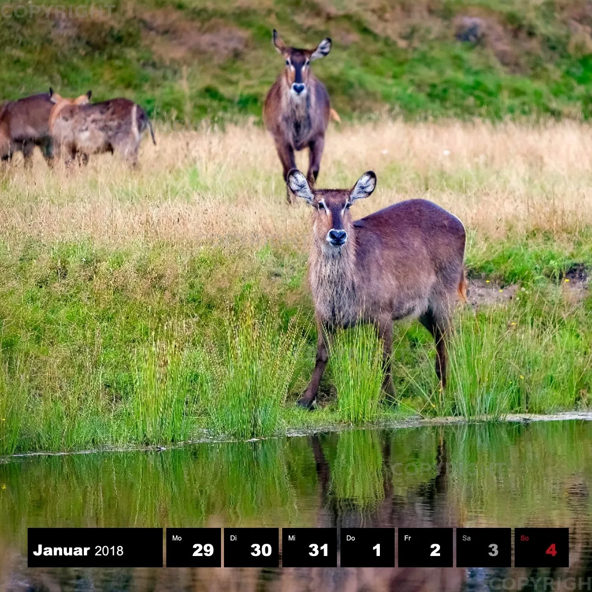 Tiere 2018