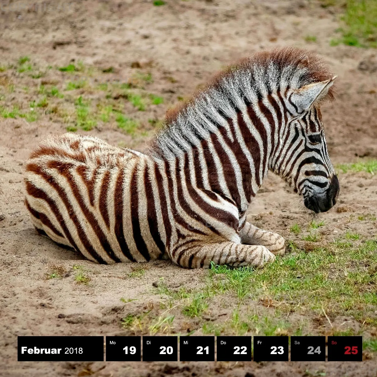 Tiere 2018