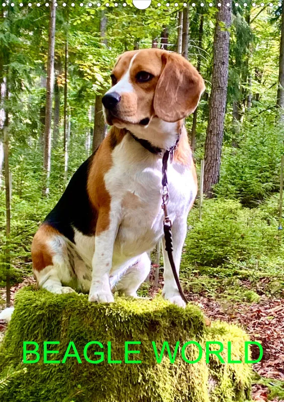 BEAGLE WORLD