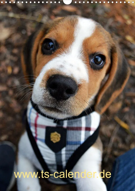 BEAGLE WORLD