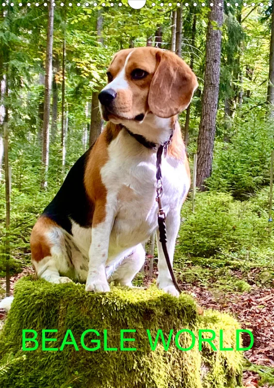 BEAGLE WORLD
